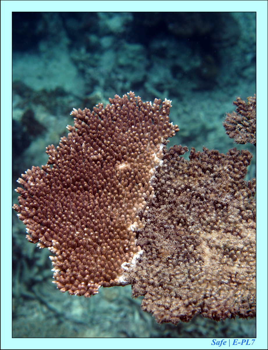 2016 - 07 - Leng Tengah - 025